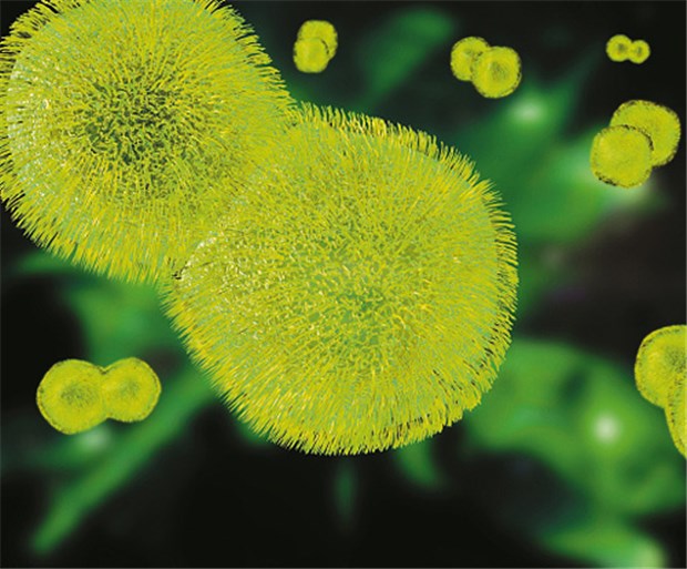 Pneumonie bei Schlaganfall unterschätzt Ein Problem nach Apoplexie: S. pneumoniae. © Novartis Behring