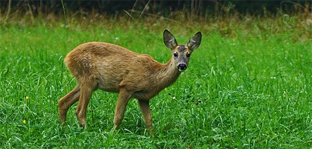 Aktuelles zu Parasiten in Wildfleisch Ein Reh: Der Wild-Konsum ist zuletzt gestiegen, so das BfR.