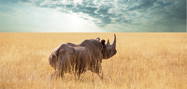 China lockert Handelsverbot von Nashorn- und Tigerteilen Ein Rhinozeros in der afrikanischen Steppe: Der chinesische Staatsrat hat das Handelsverbot für die Hörner von Nashörnern gelockert.