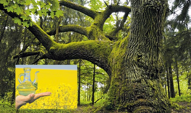 Bäume und Felder statt Aktien und Anleihen? Ein Stück Wald oder doch lieber ein fruchtbarer Acker? Die Nachfrage nach wertstabilen Anlageformen nimmt zu.