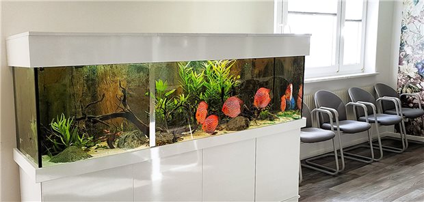 Ein Süßwasserbecken mit Diskusfischen steht im Wartezimmer der orthopädischen Praxis von Dana Frenzel.