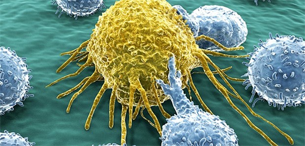 Im Gespräch: Neue Perspektiven in der Onkologie Ein Therapieziel: Abwehrkräfte stärken. T-Lymphozyten attakieren hier gerade eine Krebszelle.