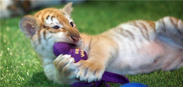 EU will Tiger vom Sofa verbannen Ein Tigerbaby im Garten von Siegfried und Roy in Las Vegas. Das wunderte vor Jahren niemanden. In Europa will die EU Handel und Haltung exotischer Tierarten nun aber verbieten.