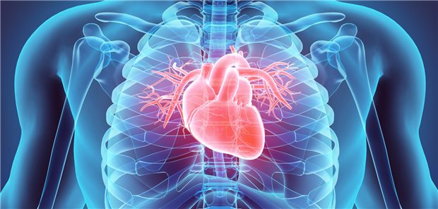 Dreidimensionale gerenderte Illustration des menschlichen Herzens.