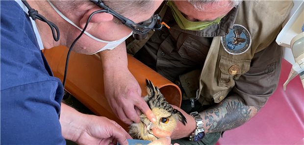 Ein Zahnarzt aus Dorsten behandelt einen Uhu in seiner Praxis. Der sibirische Greifvogel mit dem Namen Juri hatte sich zuvor am Schnabel verletzt.