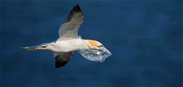 100 Millionen Tonnen Müll im Meer Ein gefundenes Fressen: Basstölpel mit Plastikmüll im Schnabel.