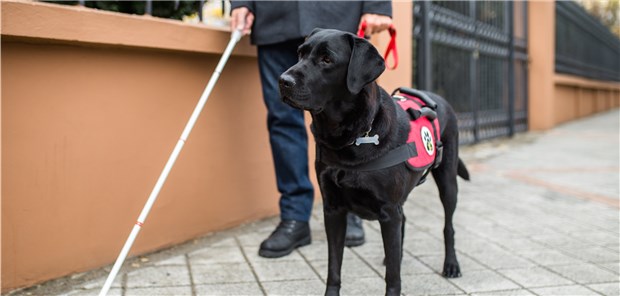 Ein Blindenhund darf mit ins Wartezimmer Ein generelles Hundeverbot sei in einer Arztpraxis nicht diskriminierend, fand ein Kammergericht. Das Bundesverfassungsgericht war anderer Auffassung.