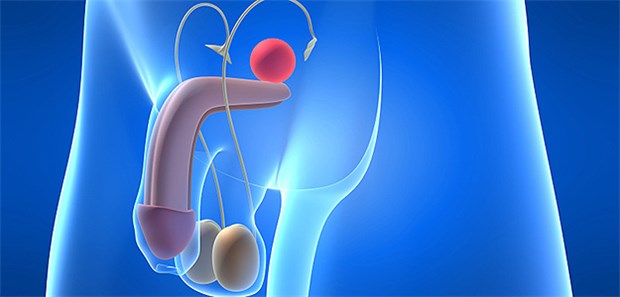 Ein gesundes Genitalsystem: Tritt eine erektile Dysfunktion auf, kann die Ursache auch ein vaskuläres Problem sein.
