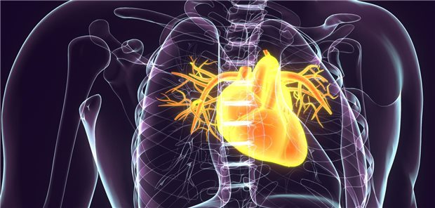 Dreidimensionale gerenderte Darstellung der Anatomie des menschlichen Herzens.