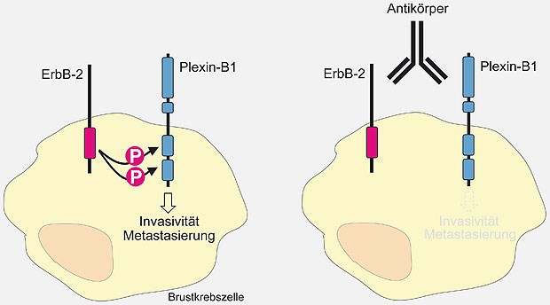 Ein monoklonaler Antikörper gegen Plexin-B1 blockiert Invasivität und Metastasierung von Bruskrebszellen.
