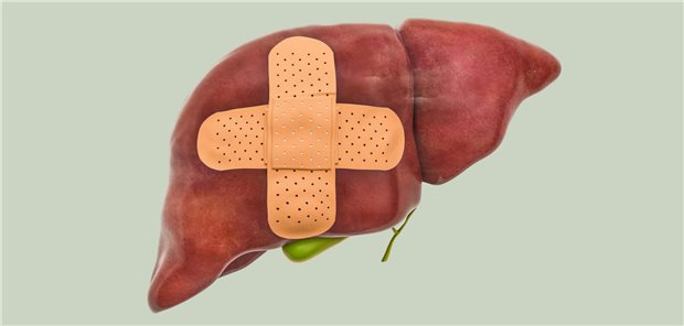 Abbildung einer Leber mit Pflaster
