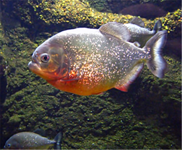 Der Piranha ist keineswegs stumm wie ein Fisch Ein roter Piranha produziert seine Laute mit dem Muskel an der Schwimmblase.