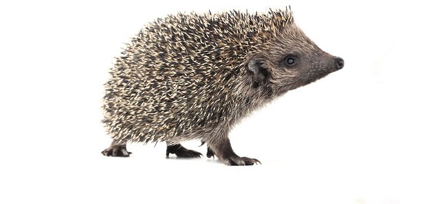 Ein zielstrebiger Blick nach oben - kommt jetzt der Aufschwung für IGeL?