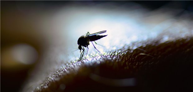Mücke im Gegenlicht