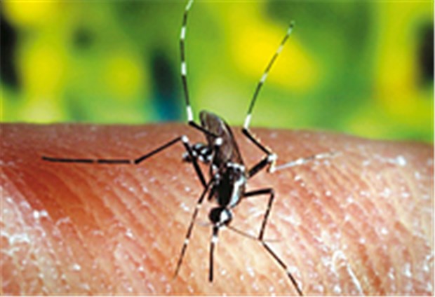 Partnerschaften für neue Malaria-Medikamente Eine Anopheles-Mücke: Mit der Klimaerwärmung könnte sich Malaria bis nach Deutschland ausbreiten. © dpa/lsw