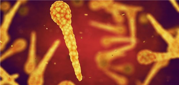 Eine Bagatellwunde ist meist die Eintrittspforte für Sporen von Clostridium tetani. (schematische Darstellung)