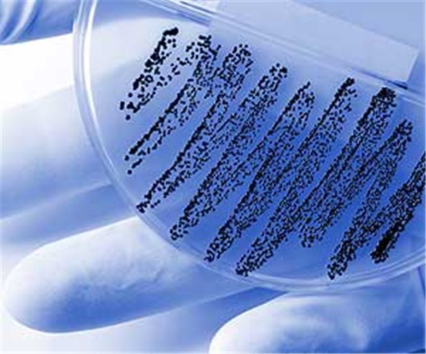 Neues Antibiotikum treibt Bakterien in den Selbstmord Eine Bakterienkultur: Die Acyldepsipeptide können die strikte Kontrolle der ClpP-Protease von Bakterien außer Kraft setzen.