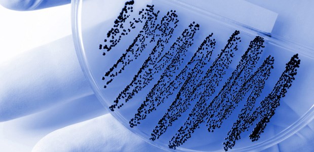 S. aureus nach Impfung auf dem Vormarsch Eine Bakterienkultur. Durch Impfungen verändert sich das Erregerspektrum, so eine Studie.