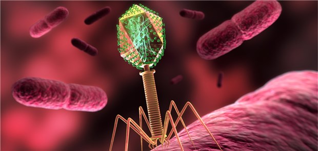 Eine Bakteriophage im Organismus: Sie kooperieren mitunter auch mit Bakterien, haben Forscher herausgefunden.