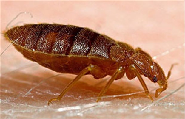 Warnung vor Bettwanzen als blinde Passagiere im Gepäck Eine Bettwanze (Cimex lectularius) beim Blutsaugen auf menschlicher Haut.