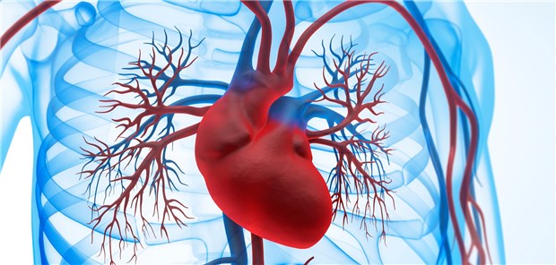 Eine Endokarditis entwickelt jeder Sechste mit E.-faecalis-Infektion innerhalb von sechs Monaten.