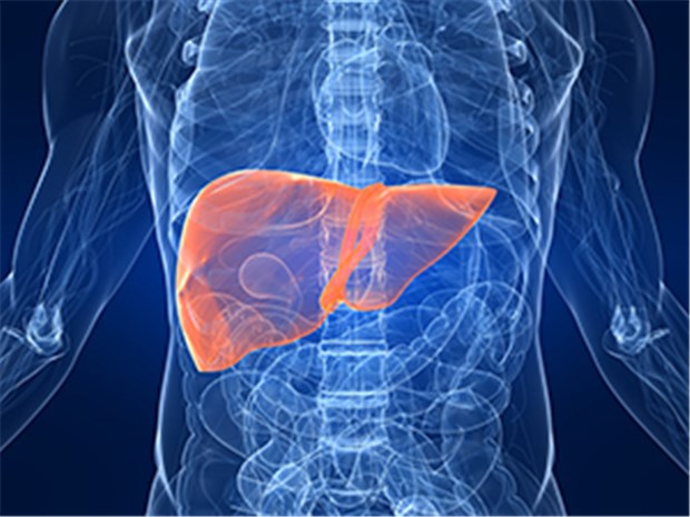 Forscher finden eine Behandlung gegen Hepatitis D Eine HDV-freie Leber? Mit einer neuen Therapie könnte das bald vielleicht gelingen.