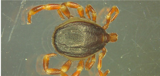 Tropische Zecke als Fleckfieber-Überträger identifiziert Eine Hyalomma-Zecke, aufgenommen durch ein Mikroskop. Die relativ großen tropischen Zecken haben wahrscheinlich erstmals in Deutschland überwintert.