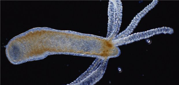 Eine Hydra: Sie ist theoretisch unsterblich, können sich ihre Zellen doch kontinuierlich erneuern.