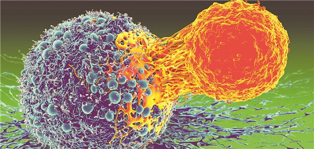 Eine T-Zelle attackiert eine Krebszelle.