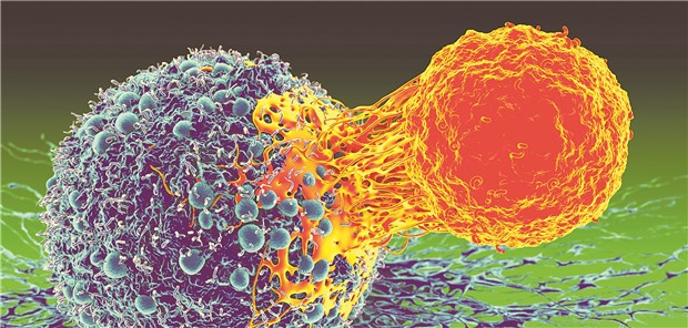 Eine T-Zelle attackiert eine Krebszelle.