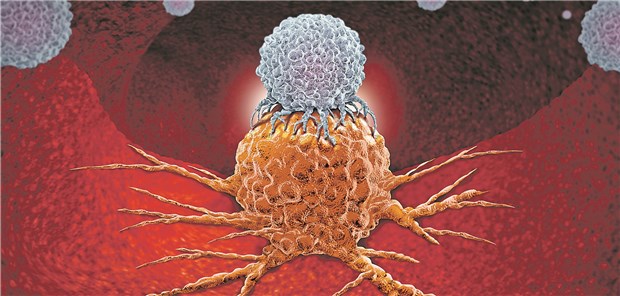 Eine T-Zelle (blau) richtet sich gegen eine Krebszelle.