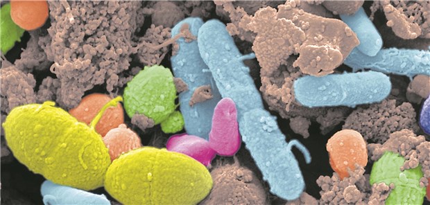 Eine Vielzahl von Mikroben besiedelt den Darm. Im Fäzes lassen sie sich nachweisen.