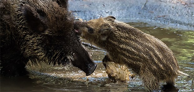 Afrikanische Schweinepest kommt näher Eine Wildschweinmutter mit Frischling: Wild- aber auch Hausschweine sind Opfer der Afrikanischen Schweinepest.