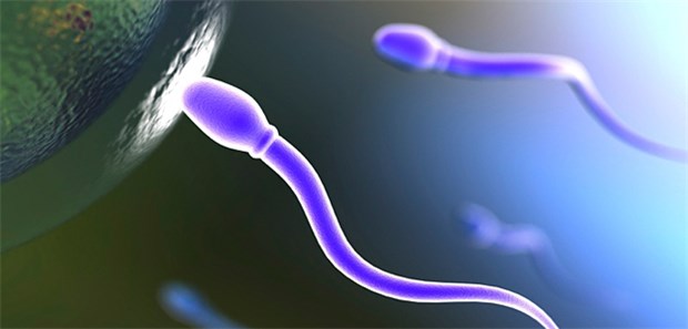 Gericht verwehrt Witwe das Sperma ihres Mannes Eine Witwe darf sich nicht mit dem Sperma ihres toten Mannes befruchten, so das Oberlandesgericht München in einem noch nicht rechtskräftigen Urteil.