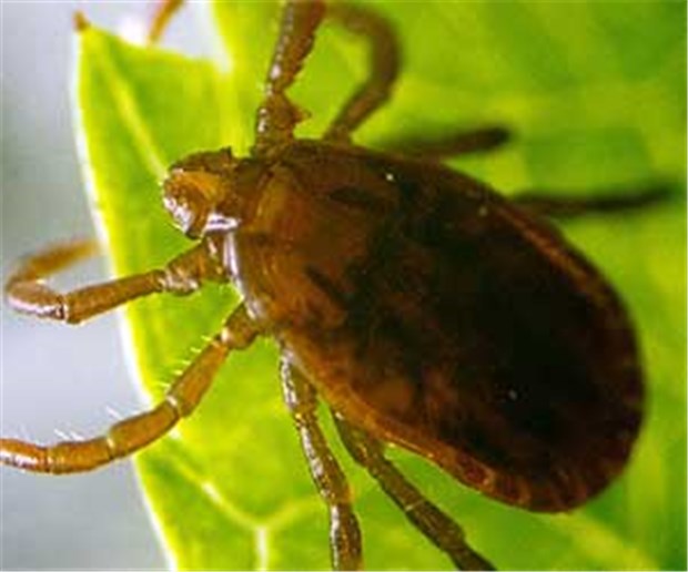 FSME-Virus bringt Zecken auf Trab Eine Zecke, die mit dem FSME-Virus infiziert ist, krabbelt laut einer russischen Studie höher als eine nichtinfizierte Zecke.