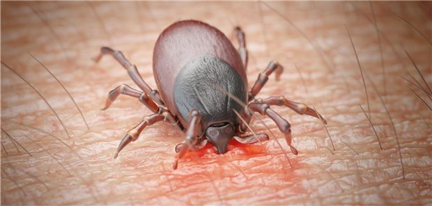 Zeckenbiss: Eine Antibiotika-Prophylaxe wird in diesem Fall eher nicht empfohlen.