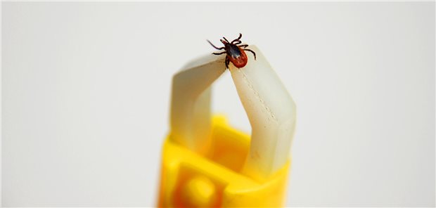 Eine Zecke wurde entdeckt und entfernt: Infektionsgefahr mit dem FSME-Virus nach Zeckenstichen besteht offenbar auch in mehreren Regionen von Niedersachsen.