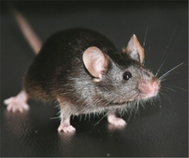 Fertile Mäuse aus verjüngten Fibroblasten gezüchtet Eine aus verjüngten Bindegewebszellen gezüchtete Maus.