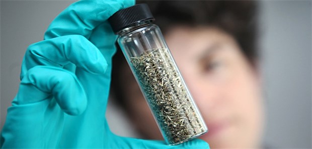 EU-Parlament für schnelleres Drogenverbot Eine berauschende Kräutermischung im Glas: Das EU-Parlament hat ein schnelleres Verbot von Legal Highs gebilligt.