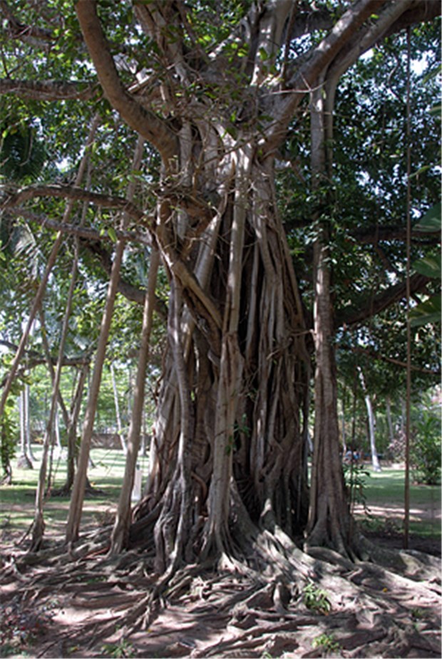 Dschungelatmosphäre mitten in Lothringen Eine der Attraktionen im Center Park in Lothringen: Ein 500 Jahre alter Buddha-Baum (Ficus religiosa)