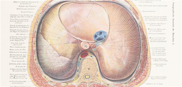 Das moralische Dilemma mit dem Pernkopf-Atlas Eine der Zeichnungen aus dem Pernkopf-Atlas (1. Band, pp.290-291).