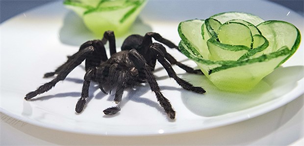 Hier gibt es das widerlichste Essen des Planeten! Eine fritierte Tarantel im schwedischen Disgusting Food Museum: Die Besucher sollen erleben, dass Ekel oft kulturell anerzogen wird – und deshalb Speisen aus einem Kulturkreis für andere Menschen ungenießbar wirken.