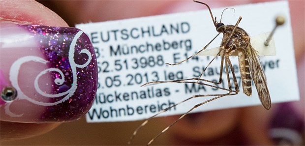 Gefährliche Plagegeister auf dem Vormarsch Eine harmlose Mücke: die einheimische Ringelmücke auch Ringelschnake genannt.