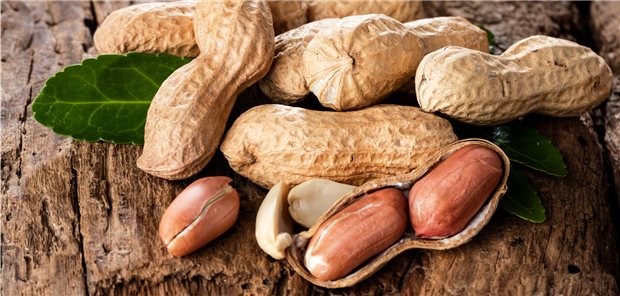 Eine hyposensibilisierende Behandlung in jungen Jahren kann bei Erdnussallergie zu einer gewissen Toleranz auf Erdnusseiweiß führen.