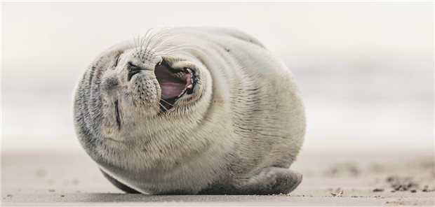 Heute schon gelacht? 22 Witze für Ärzte Eine kleine Robbe biegt sich weg – vor Lachen?