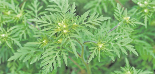 Eine schlichte Pflanze mit hohem Allergiepotential: Ambrosia artemisiifolia.