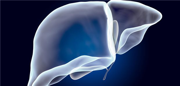 Dreidimensionales gerendertes Röntgenhologramm der menschlichen Leber mit Gallenblase.