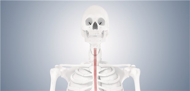 Dünndarmschleimhaut in Ösophagus transplantiert Einem Patienten wurden etwa 30 Zentimetern Dünndarm entnommen und in den Ösophagus transplantiert. © Springer Medizin Verlag