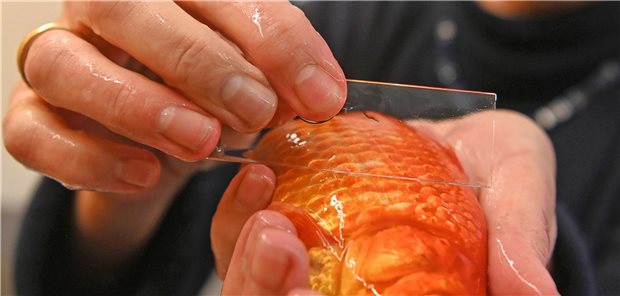 Ohne Arznei gehts dem Koi an die Kiemen Einmal Schleimhautabstrich, bitte: Betäubter Goldfisch.