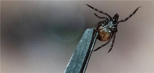 Eine Zecke wird mit einer Pinzette festgehalten